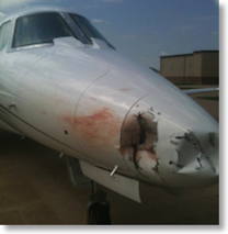 Cessna Citation C560 bird strike